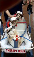 Dogs therpy155923blog