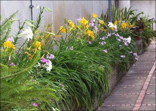 Lilies 05