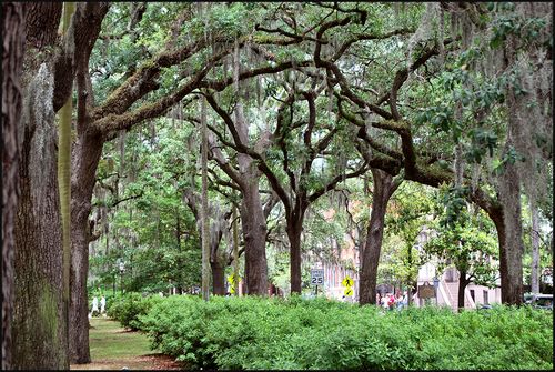 Svnnah0441 blog