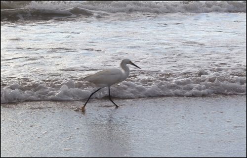 Egretin a hurry 6.23