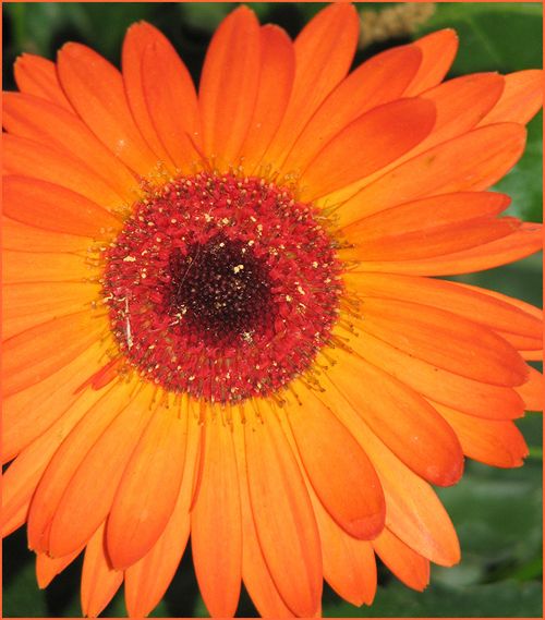 What's this daisy blog