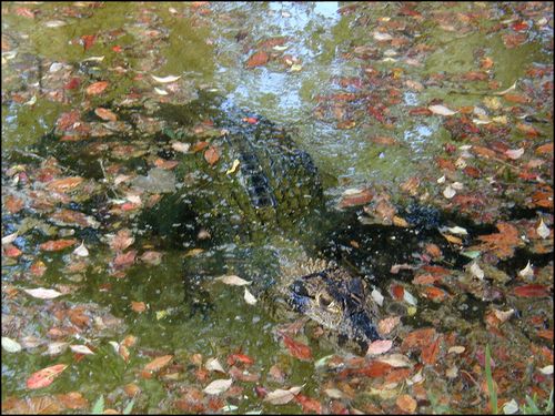 What's this 15 gator What's this 15 gator