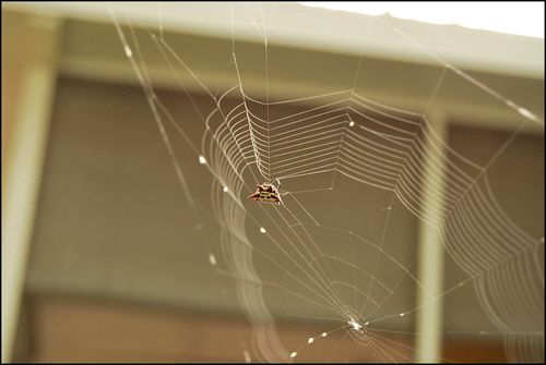 Spider 07.02 Spider 07.02