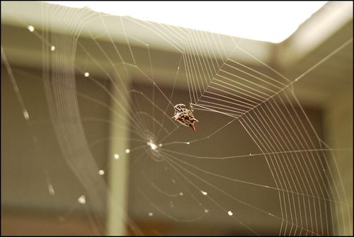Spider07.02 Spider07.02