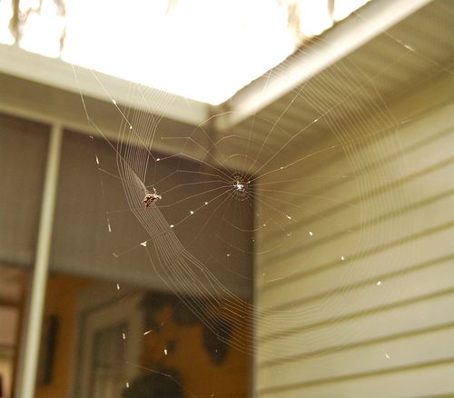 Spider 07.02 Spider 07.02