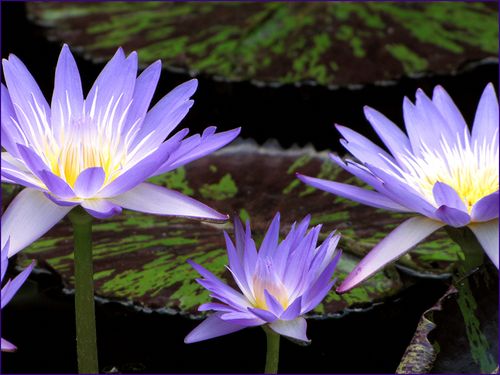 Waterlillies blog