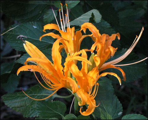 Flwrs 9.14