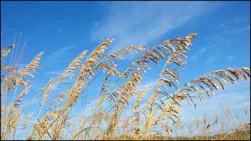 Sea oats9.1