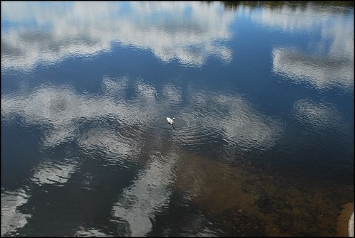 Swan newhope0513blog