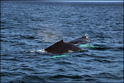 Whales0302 blog