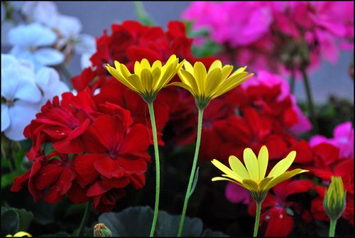 Flwrs gov brafrd hseblog