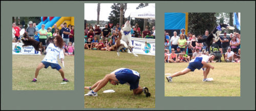 Flying dogs blog Flying dogs blog
