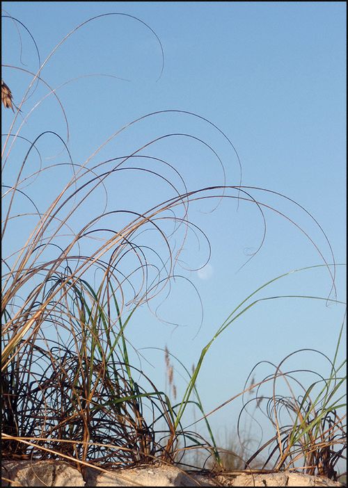 Mooningrass0457 blog12.27