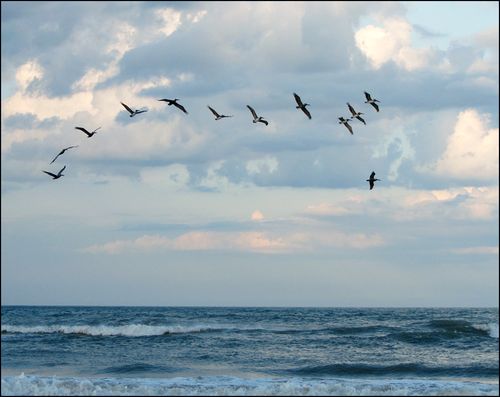 Pelicans flyng blog