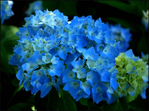 Hydrangeablueblog blog