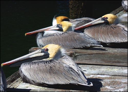 Pelicans conchhse 2016 blog
