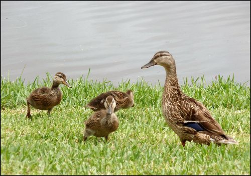 Ducks1119 blog