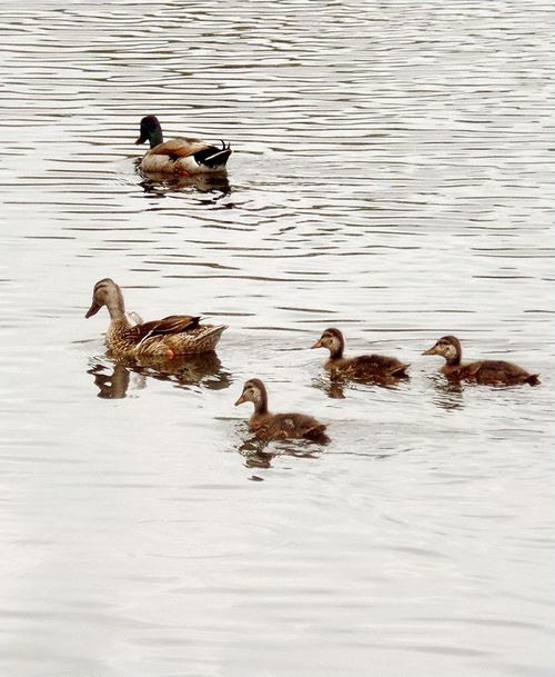 Ducks134 blog