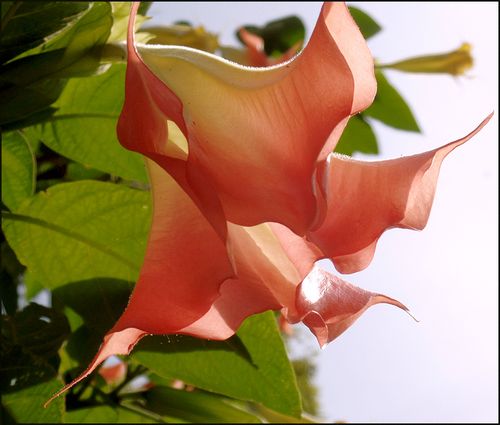 Mayflwrs4.28