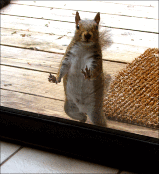 Squirlatthedoor