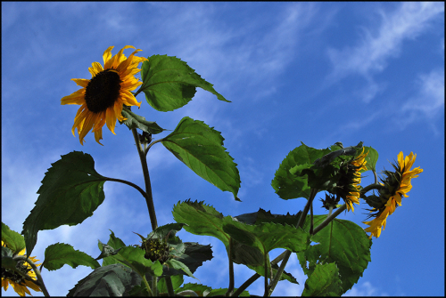 Sunflower blog Sunflower blog