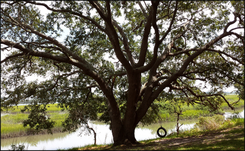 Oaktree swng1251blog