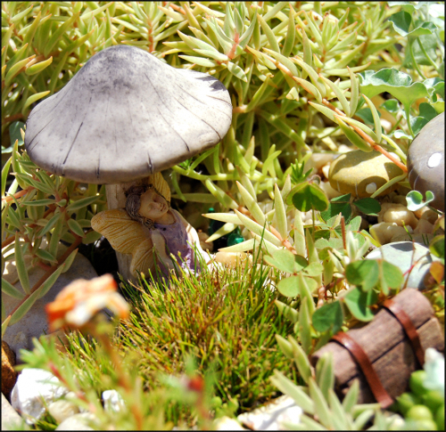 Faery dream 8.15