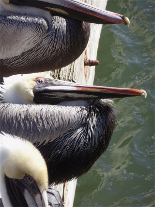 Peli close1 554 blog