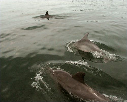 Dolphins blog
