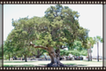 Cypress full0600 blog