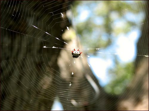 Strngspder2 copy Strngspder2 copy
