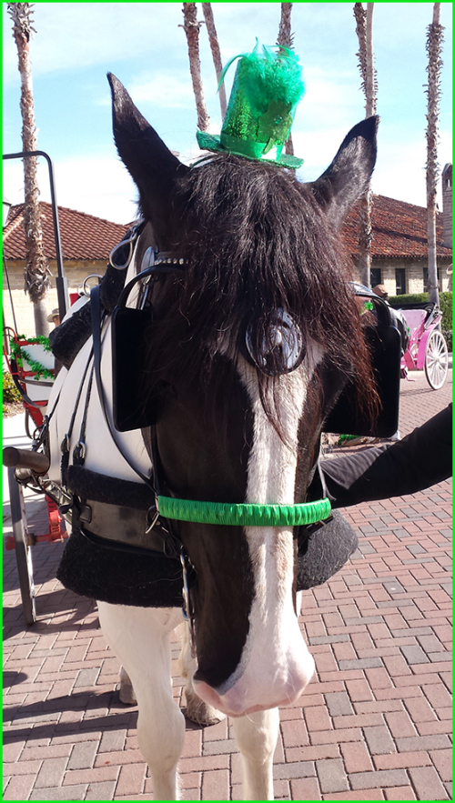 20180310_st pat's horseblog