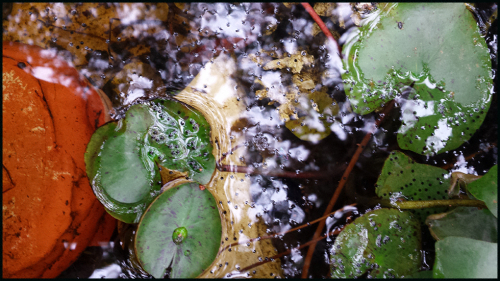 20180506frog eggsblog