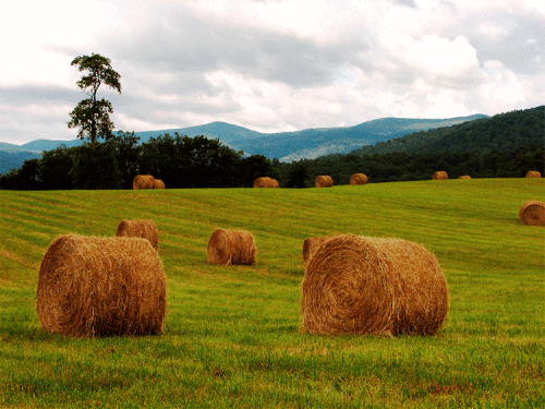 11.30.18bales-353-blog 11.30.18bales-353-blog