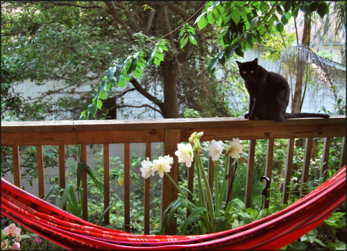 Home with cat