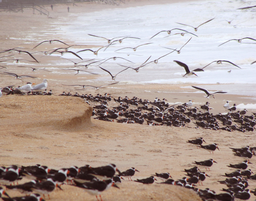 2020.2.11Black Skimmers