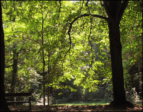 Forest blog2020.9 Forest blog2020.9
