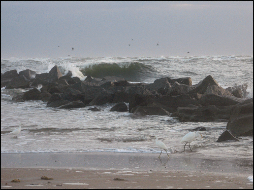 Wild waves egrtblog