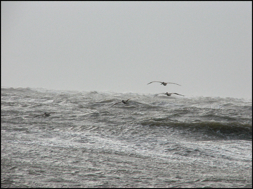 Wild waves peli2blog