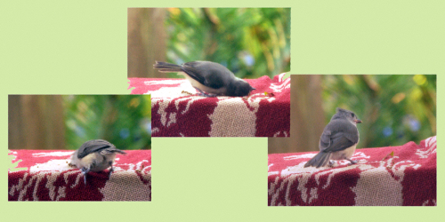 Baby titmouse3upblog Baby titmouse3upblog