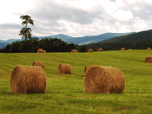 Bales-353-copy