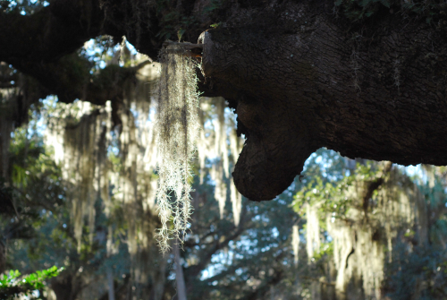 2012.12.26 moss in trees442