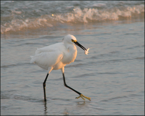 Egret-w_fish