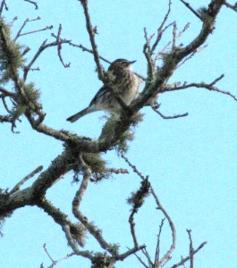 B&W Warbler55blog
