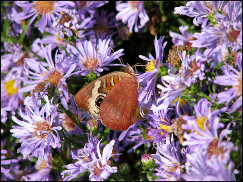 Buttrfly la asterblog