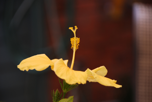 Hibiscus855