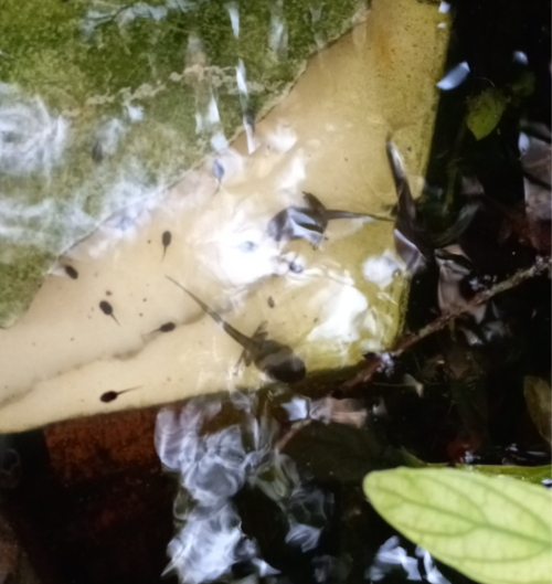 Tacple20220714_tadpoles 7.2242