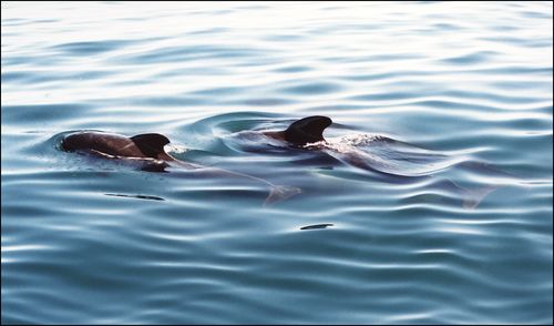 Pilotwhales blog copy