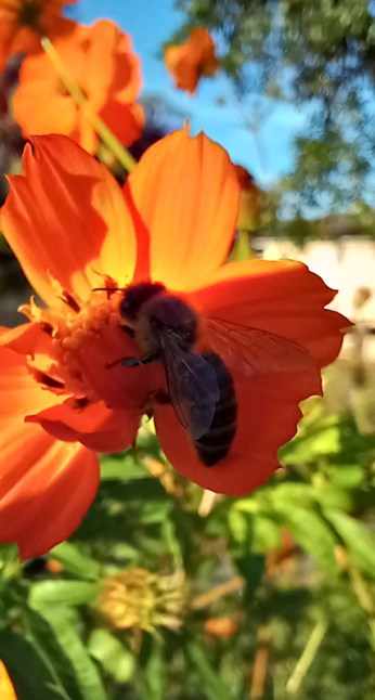Bee 6x11231106_164311