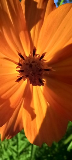Cosmos bee1